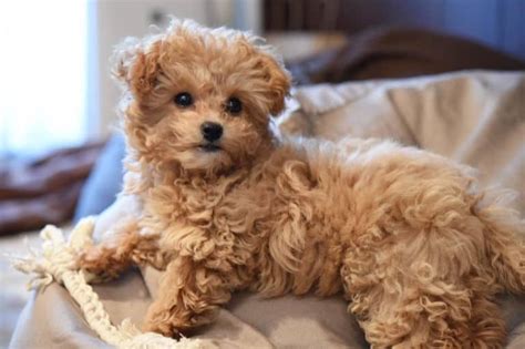 chipoodle price|chihuahua poodle mix puppies sale.